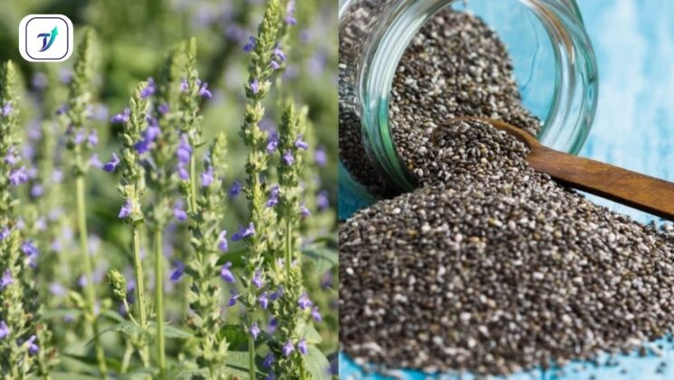 10 Amazing Health Benefits of Chia Seeds: Boost Your Health